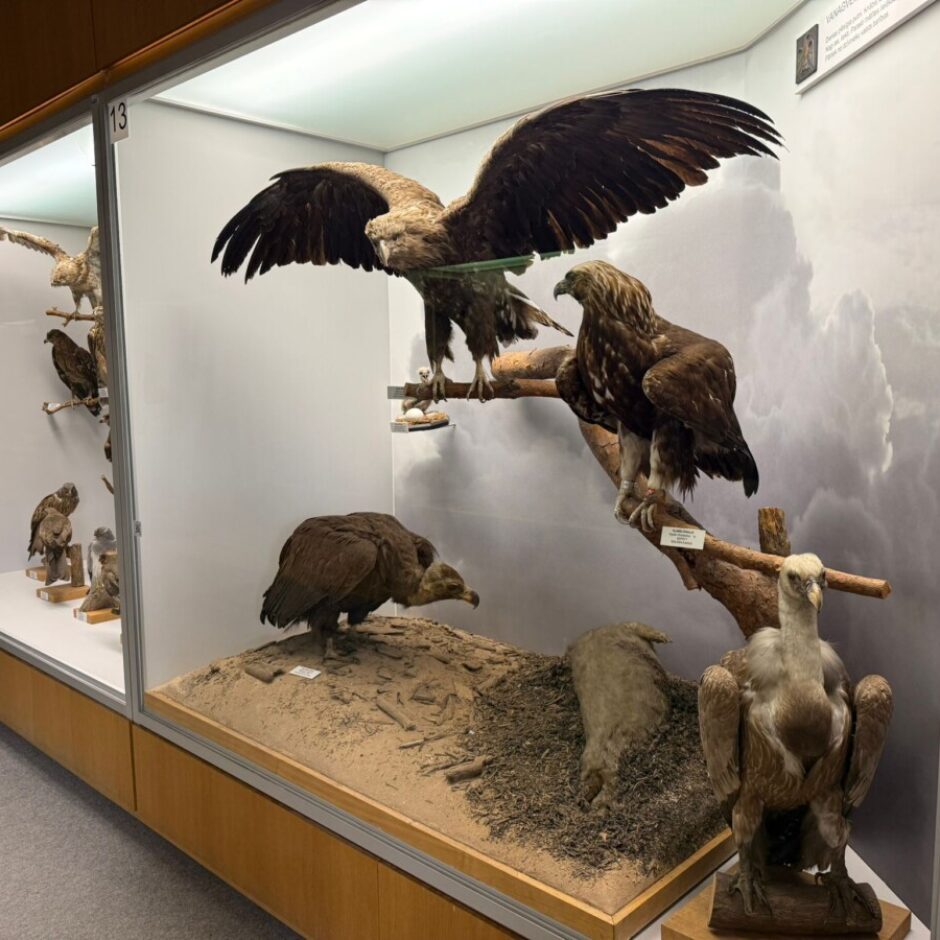 Muzeja ekspozīcija ar vairākām stikla vitrīnām, kurās izstādīti taksidermēti plēsīgie putni. Galvenajā vitrīnā redzams ērglis ar izplestiem spārniem, cits ērglis uz zara, kā arī grifs uz smilšainas pamatnes ar mākoņu fonu. Kreisajā vitrīnā ar numuru 13 ir redzami mazāki plēsīgie putni.